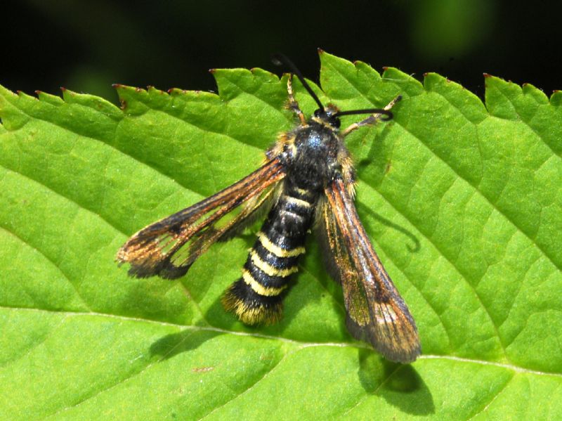 Sesiidae - un soggetto da identificare: Pennisetia hyaleiformis